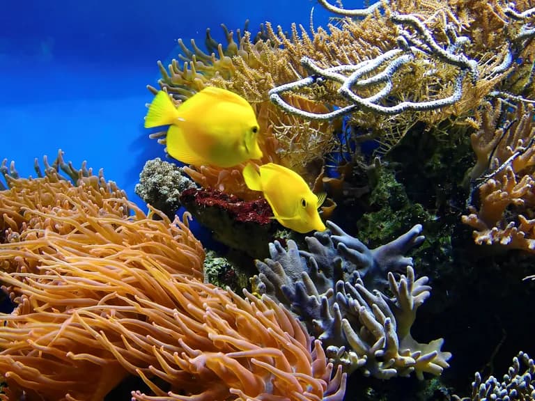 Yellow tang fish in coral reef